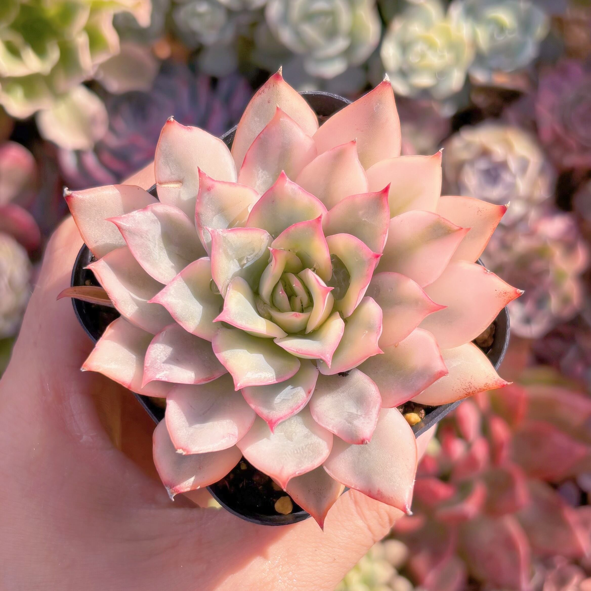 現品　月光女神錦#638　るる農園