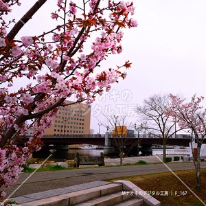 桜と幣舞橋と釧路川　Cherry blossoms, Nushimai Bridge and Kushiro River