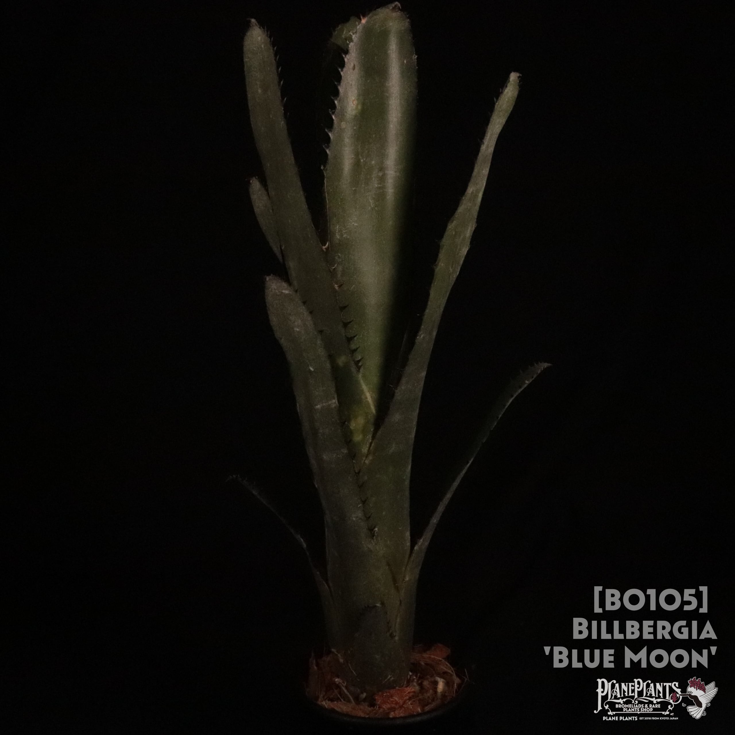 ブロメリア billbergia blue moon 0185d9222ffc80314297df23882111