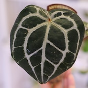 【正規タグ】Anthurium 'Michelle' by DOC BLOCK⑭ / アンスリウム・ミシェル│観葉植物
