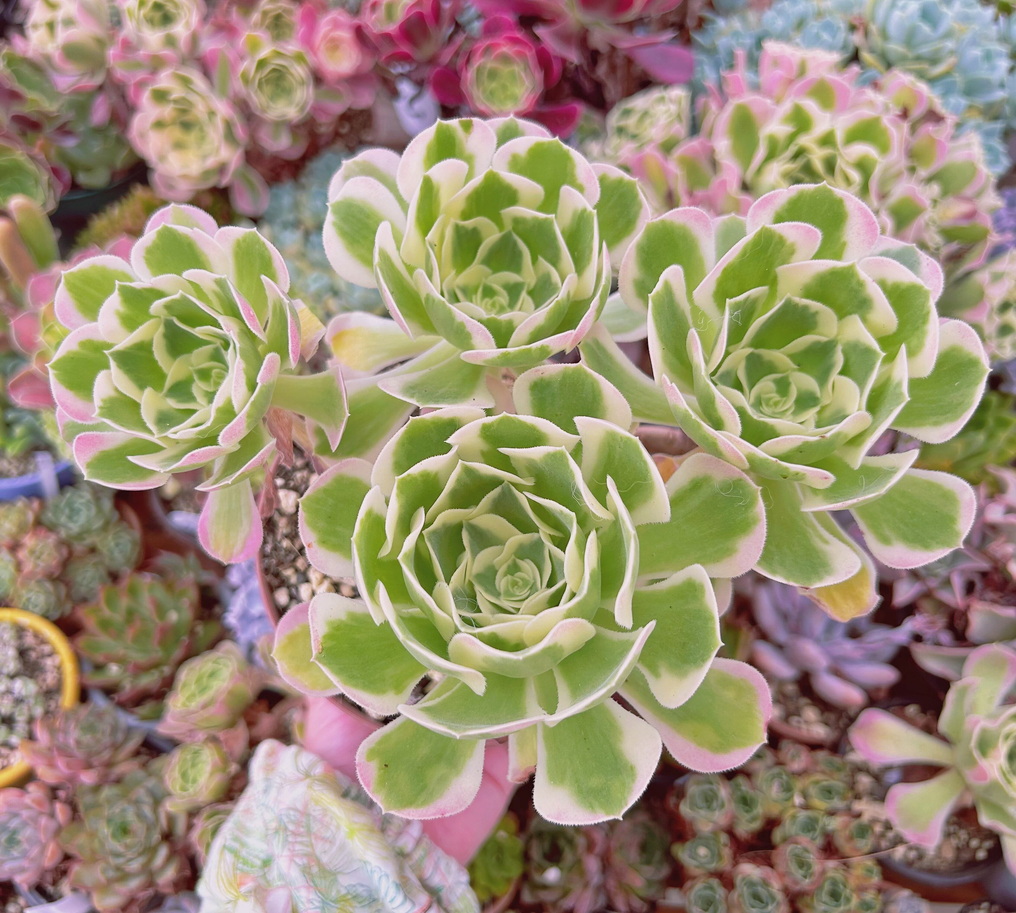 現物　多肉植物　Aeonium   白鳳錦　特大　抜き苗