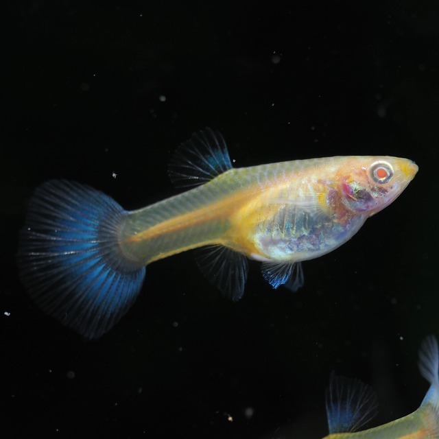 RREAラズリーネオンタキシードリボン　若魚1カルテット＋おまけ1ペア