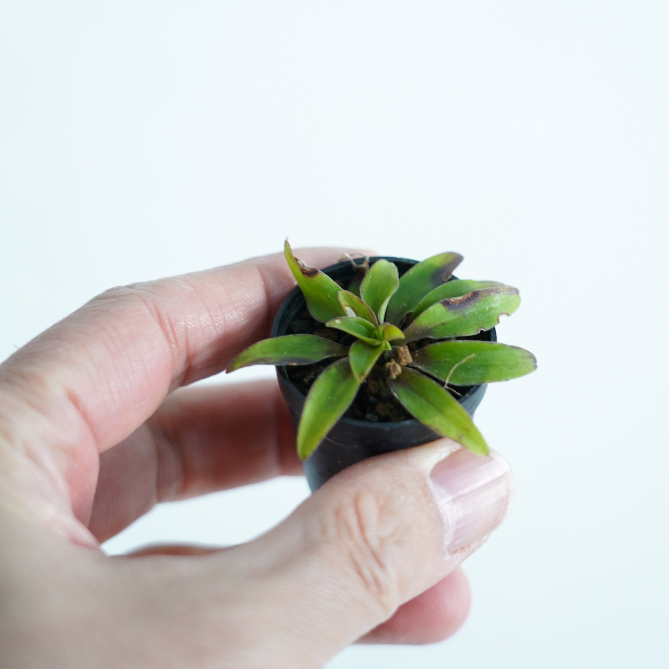 美濃シライトソウ Chionographis japonica Maxim. var. minoensis 苔