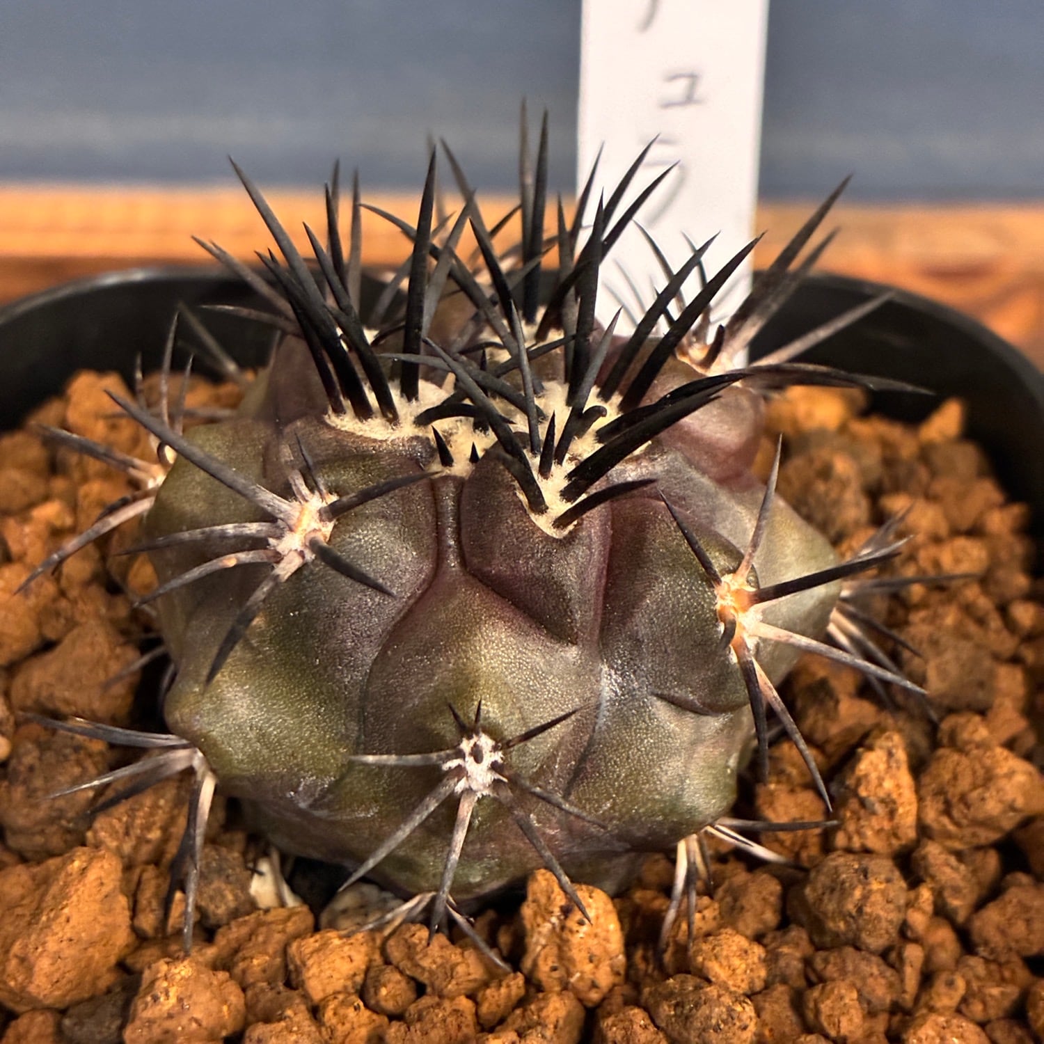 Copiapoa】サボテン コピアポア デュラ 銅羅丸実生【807】 | PROTOLEAF