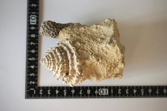 フランス産巻貝/サンゴ化石 Gastropod Fossil 1447