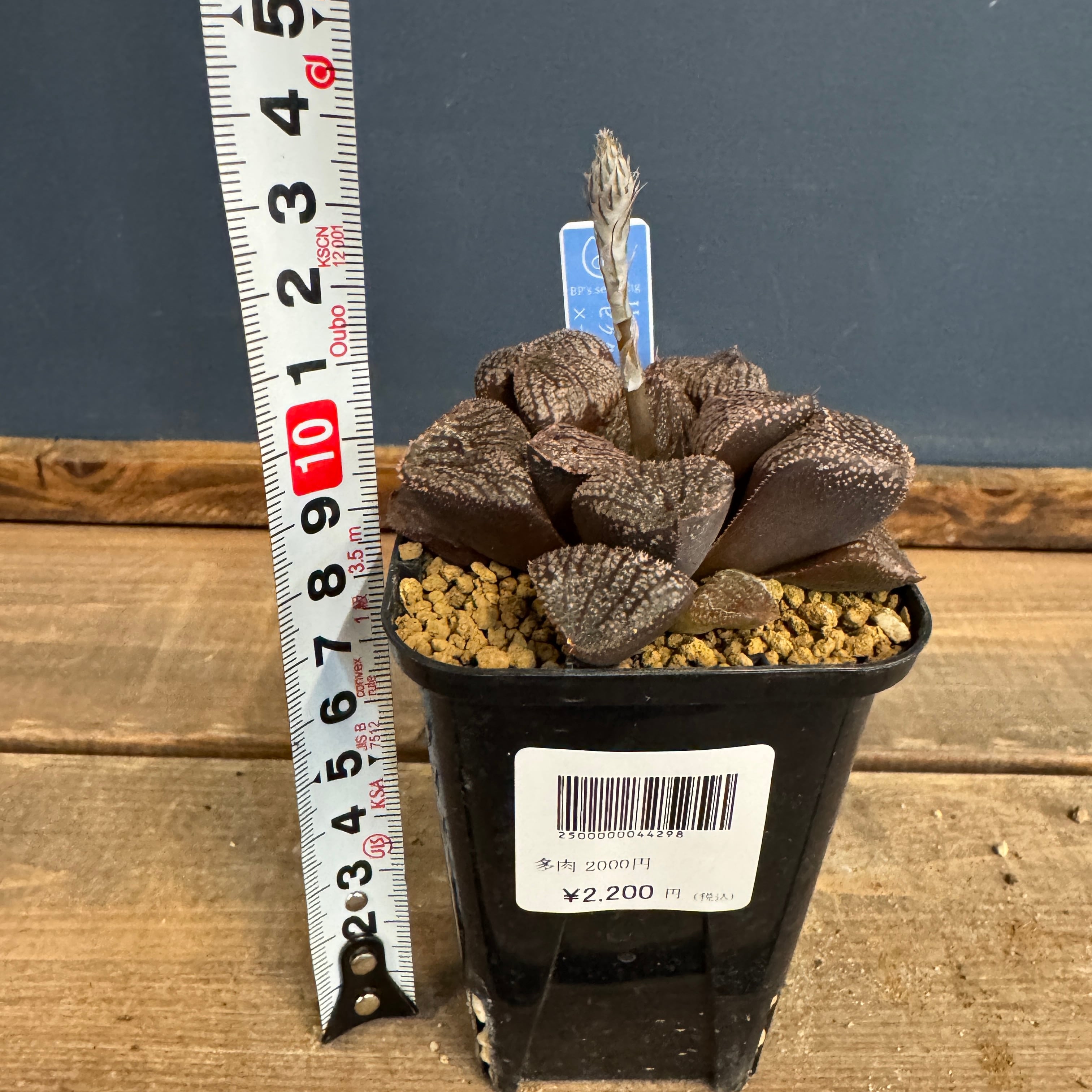 ハオルチア ハイブリット ピクタ'甘栗' × ナイトメア【823