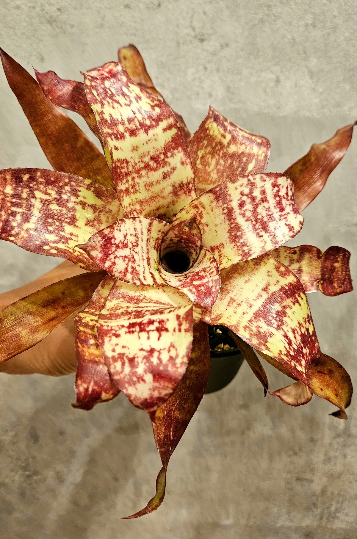 Neoregelia J