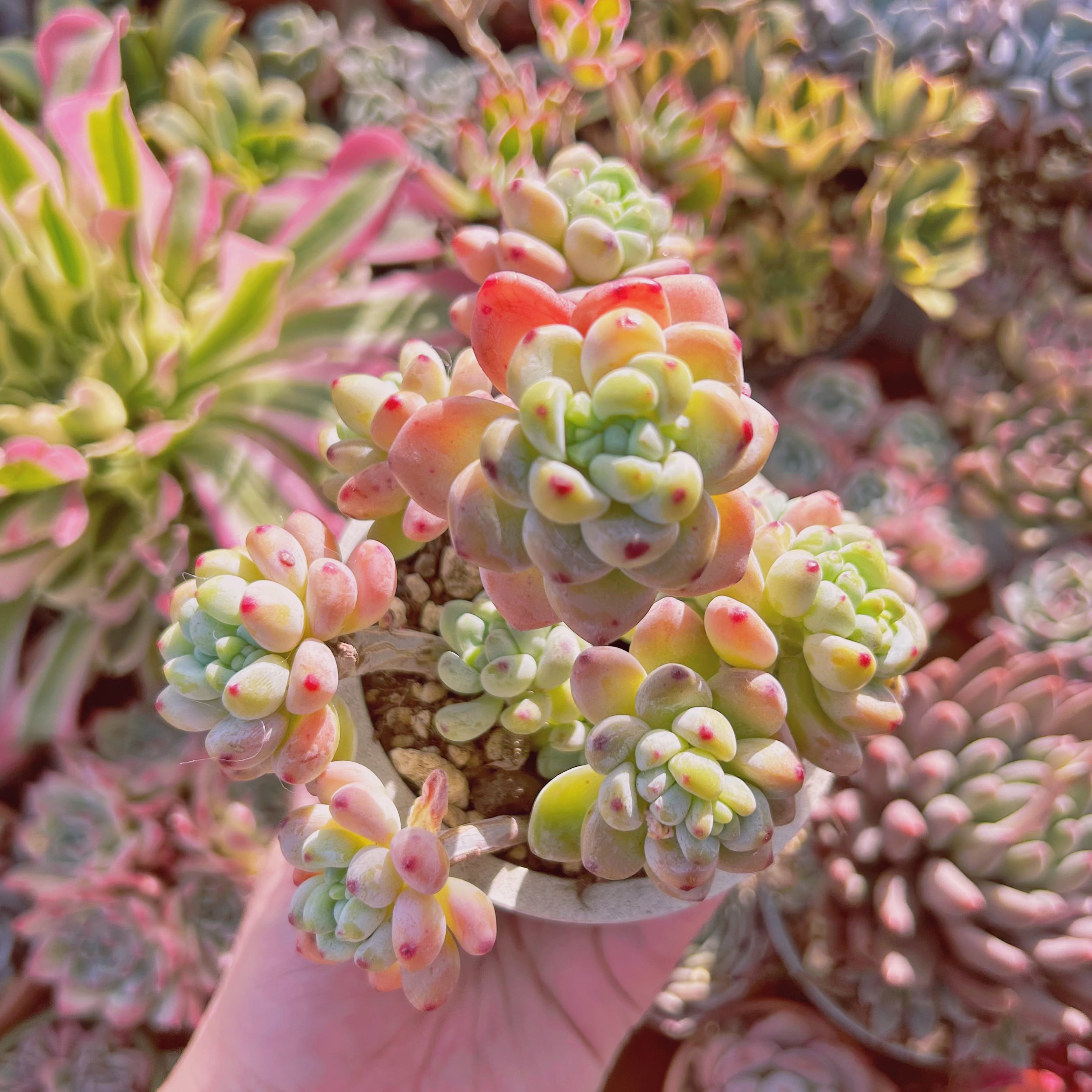 多肉植物  レア品種 Let's Be 018cb33bf5c29b01de32d4f3a555ff