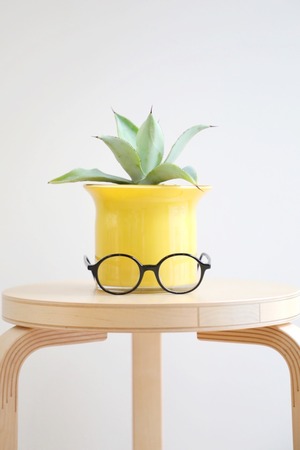 【S】アガベ ドラゴントゥース/Agave