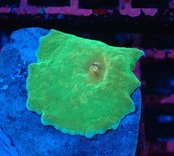 【現地買付】WaterMelonMushroom 7