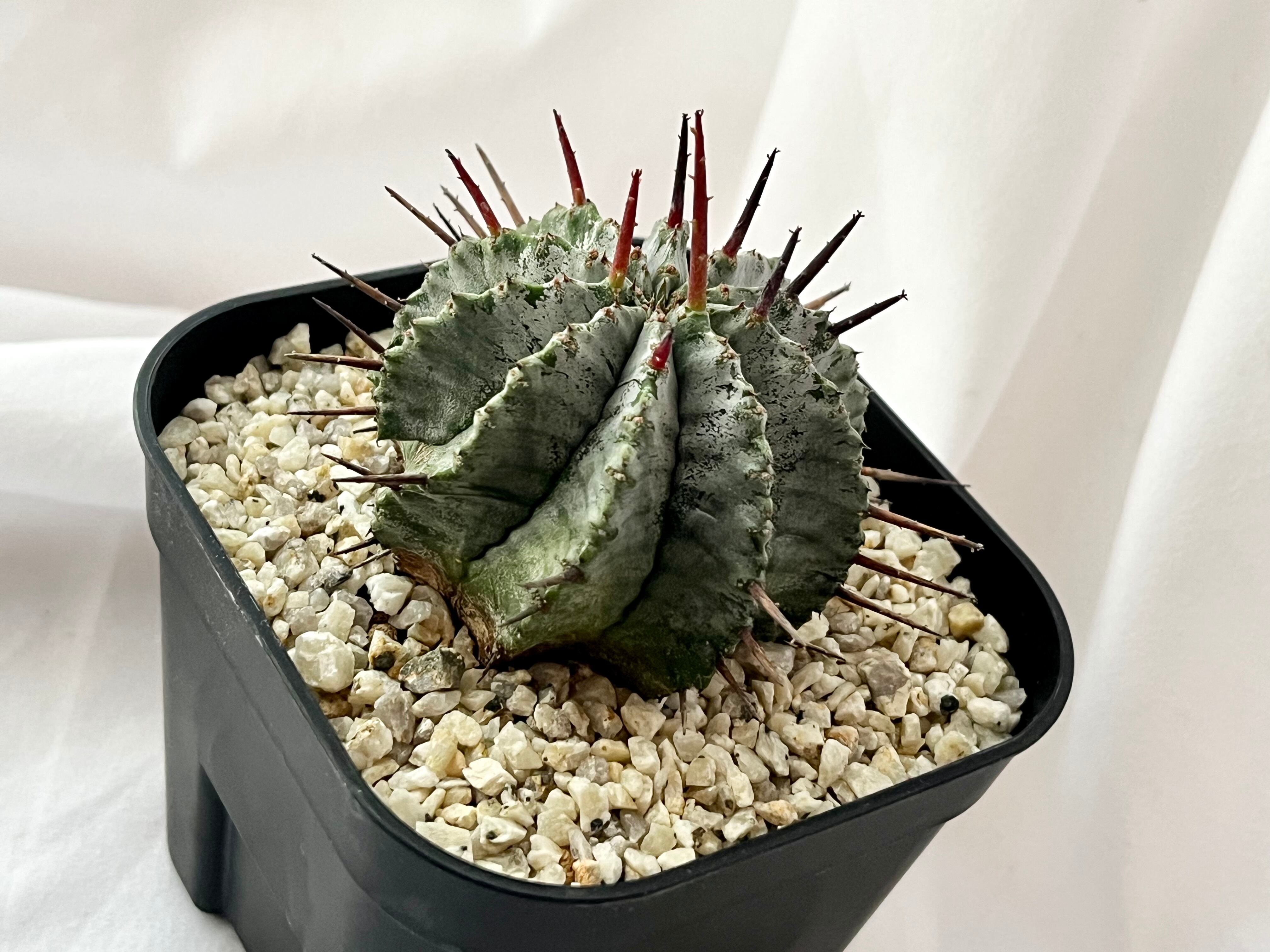 Euphorbia Horrida ユーフォルビア・ホリダ 白衣胴太 多肉植物