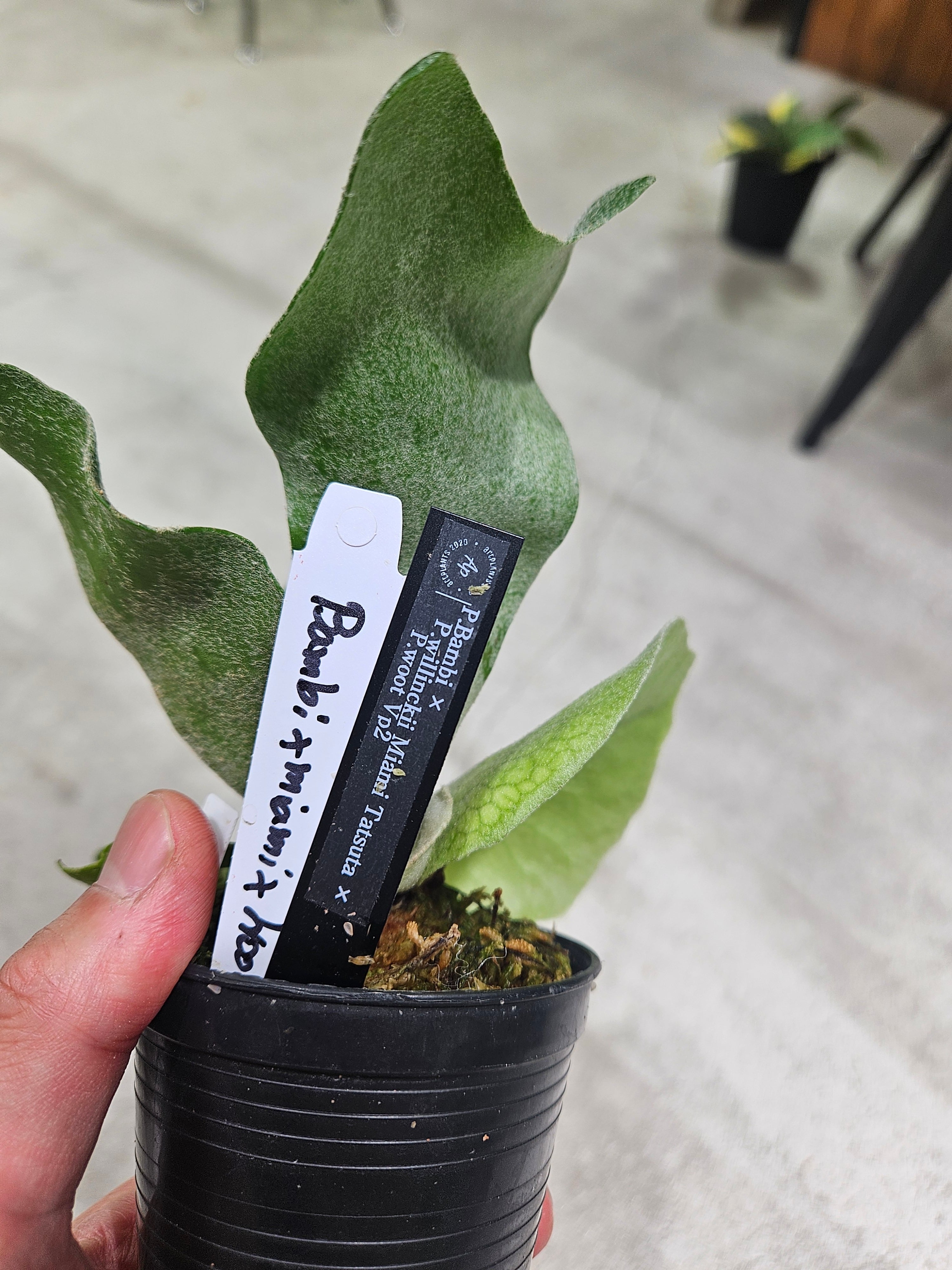 P.Bambi × P.willinckii Miami Tatsuta Variegated × P.woot Vp2
