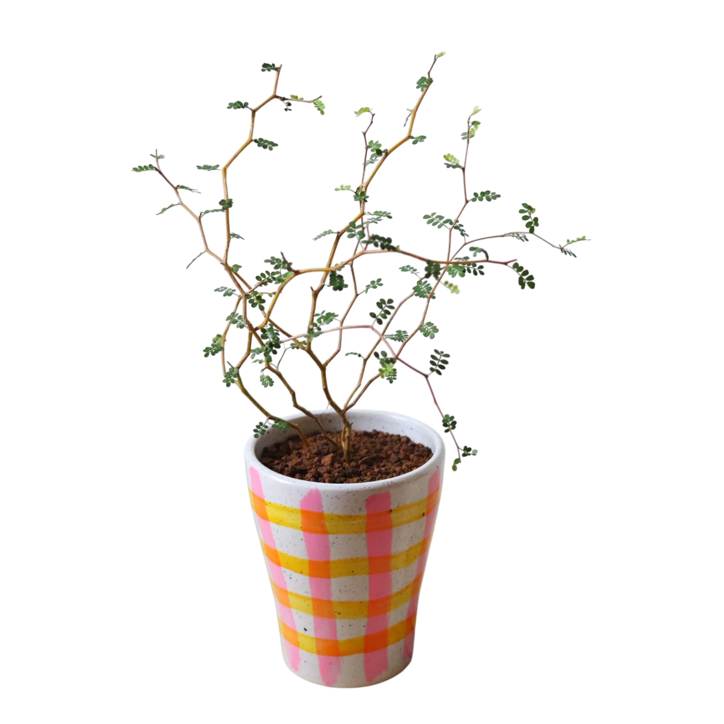 ソフォラ リトルベイビー(35cm)