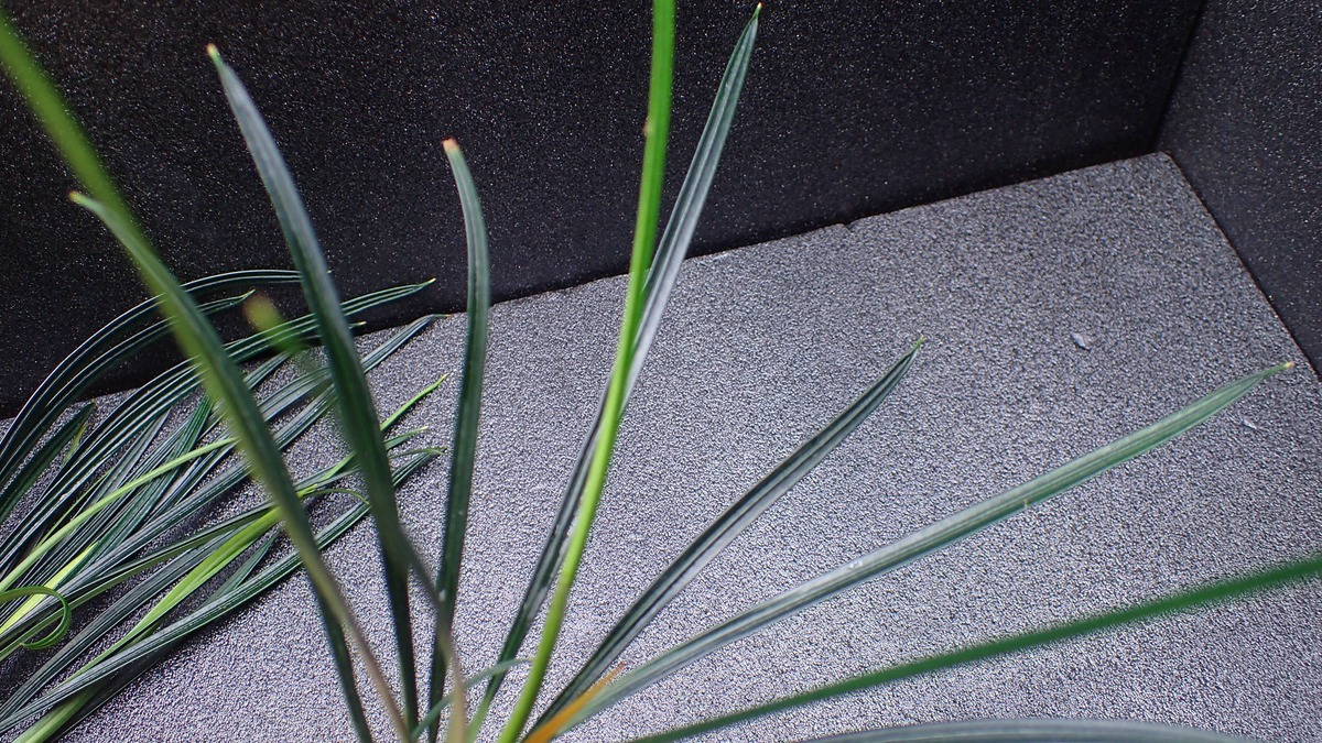 Fenestratarum culum Sanggu 1株 | 熱帯植物 水草