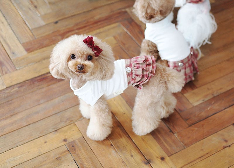 CLASSIC SCHOOLワンピース / 犬服 ワンピース お出かけ 小型犬 中型犬 可愛い ドッグウェア 犬の服 ドレス お揃い