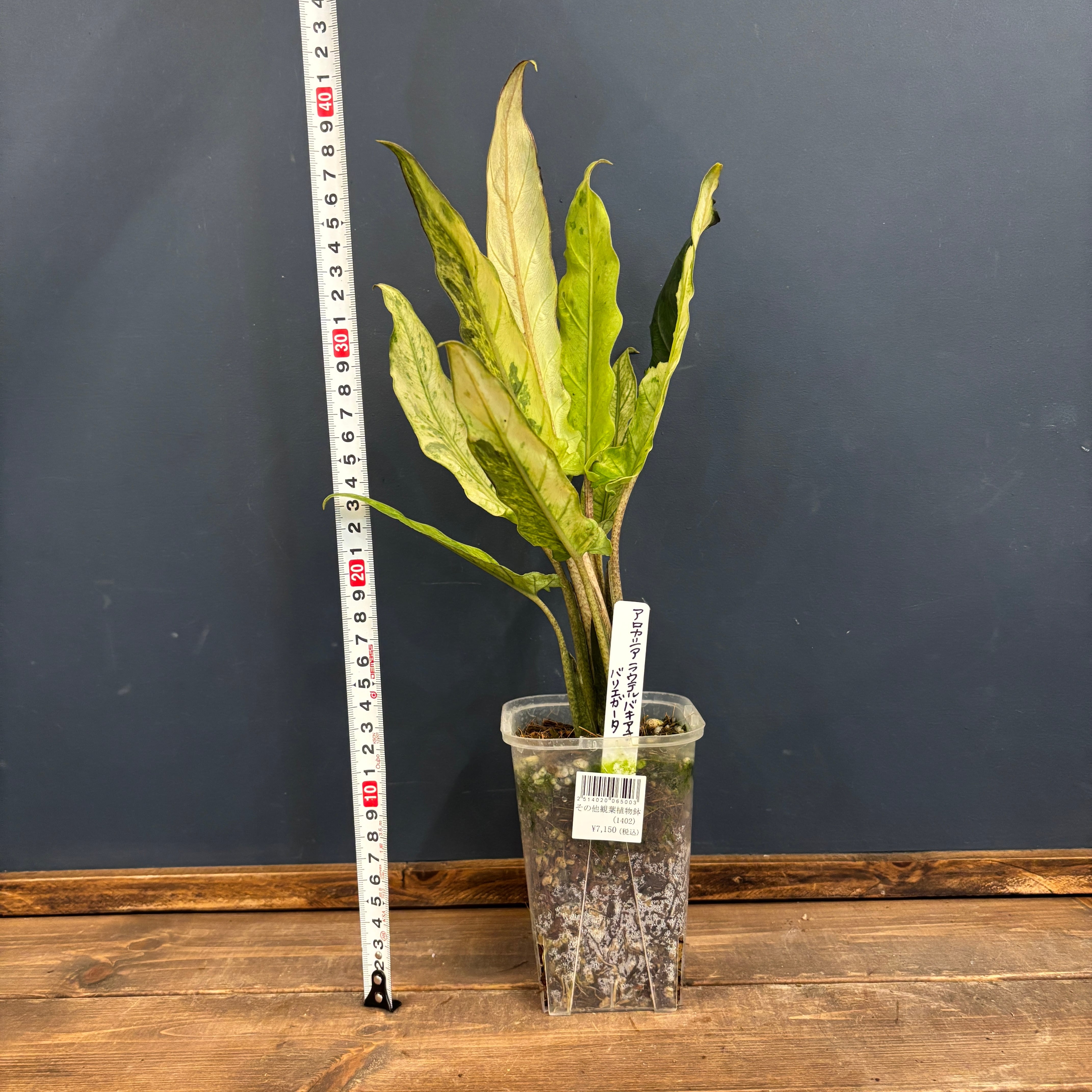 アロカシア ラウテルバキアナ バリエガータ(斑入り)【1027
