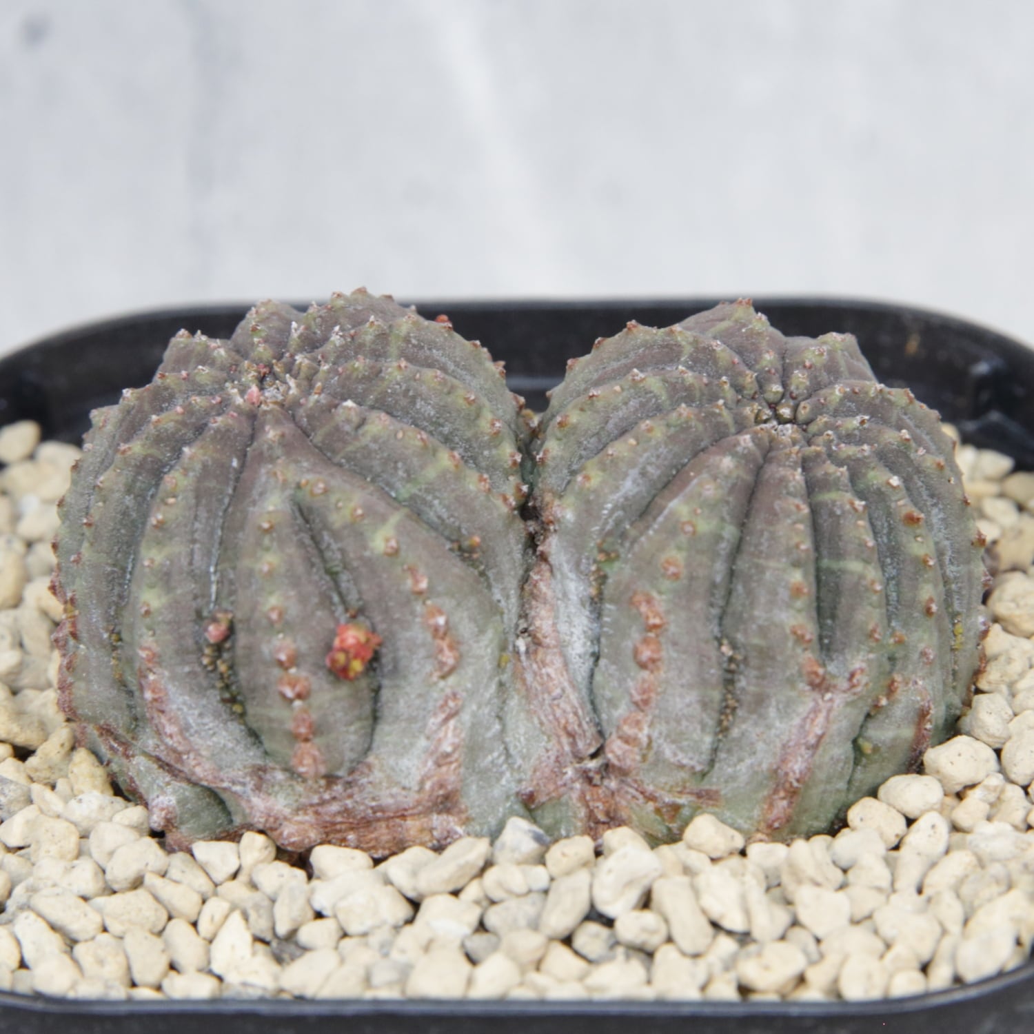 ダブルヘッド 扁平 オベサ / ユーフォルビア 木質化 | LIGHTHOUSE