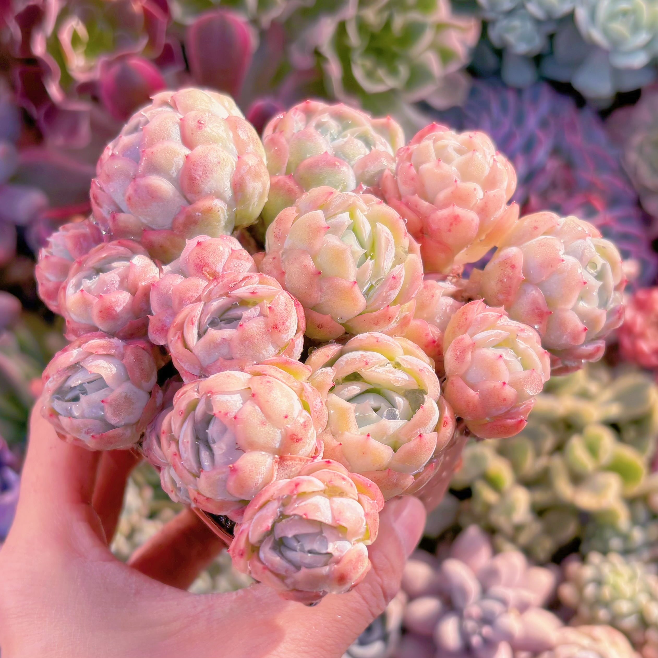 現品　クリームベリー#757　るる農園