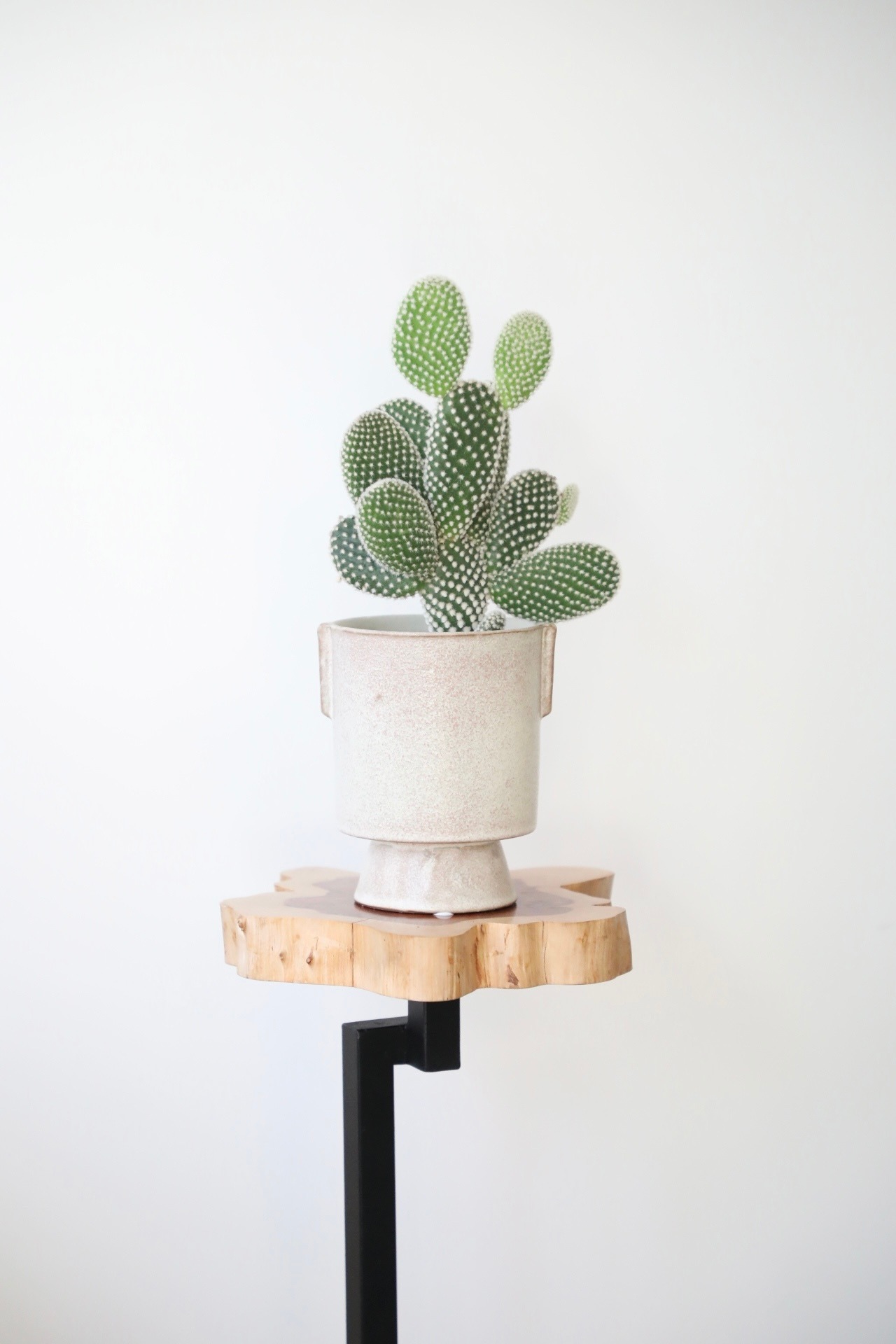 バニーカクタス/Bunny Ears Cactus　※陶器鉢カバー付き  #水やり頻度が少ない