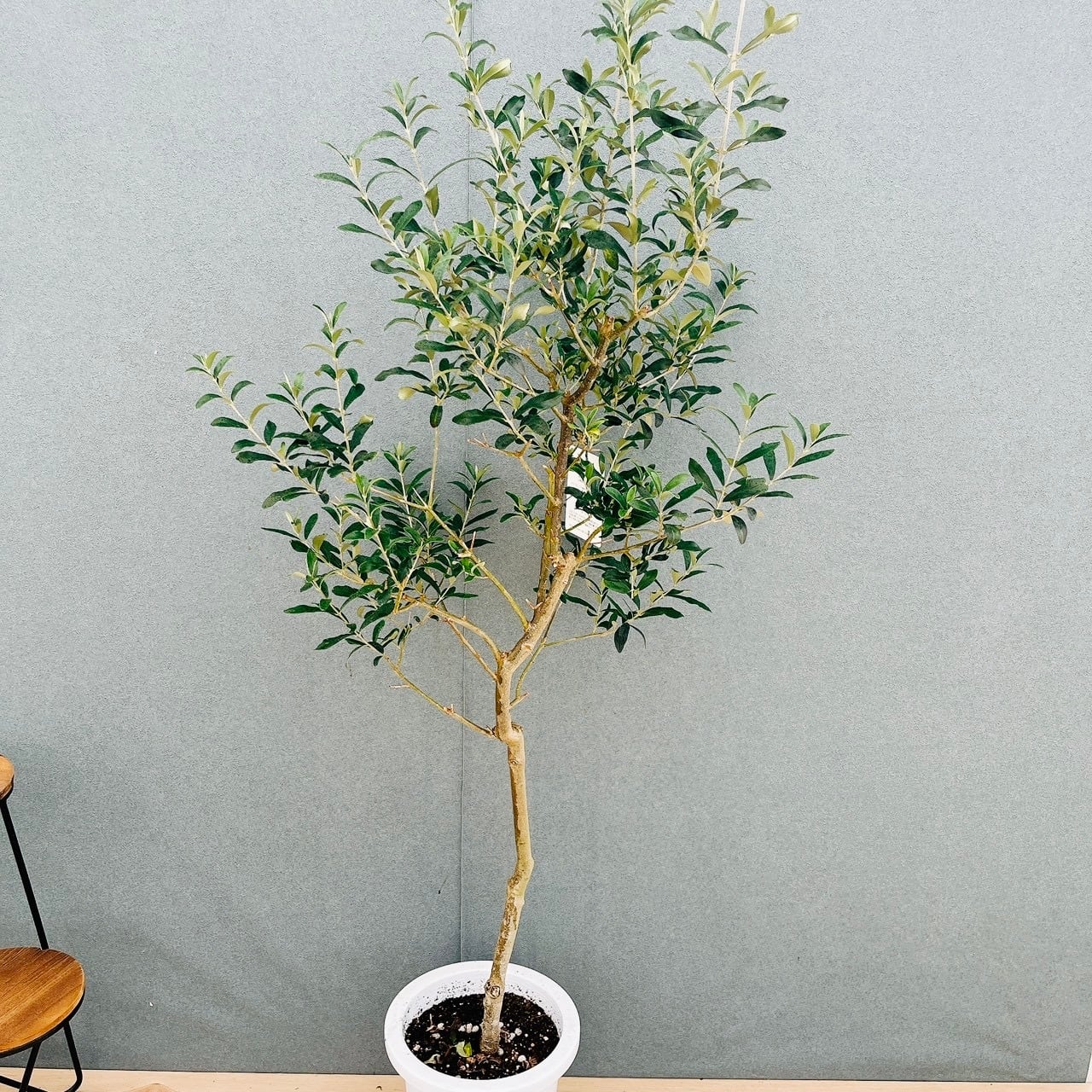 現品］【希少】21番 オリーブ アスコラーナ 8号 観葉植物 レア