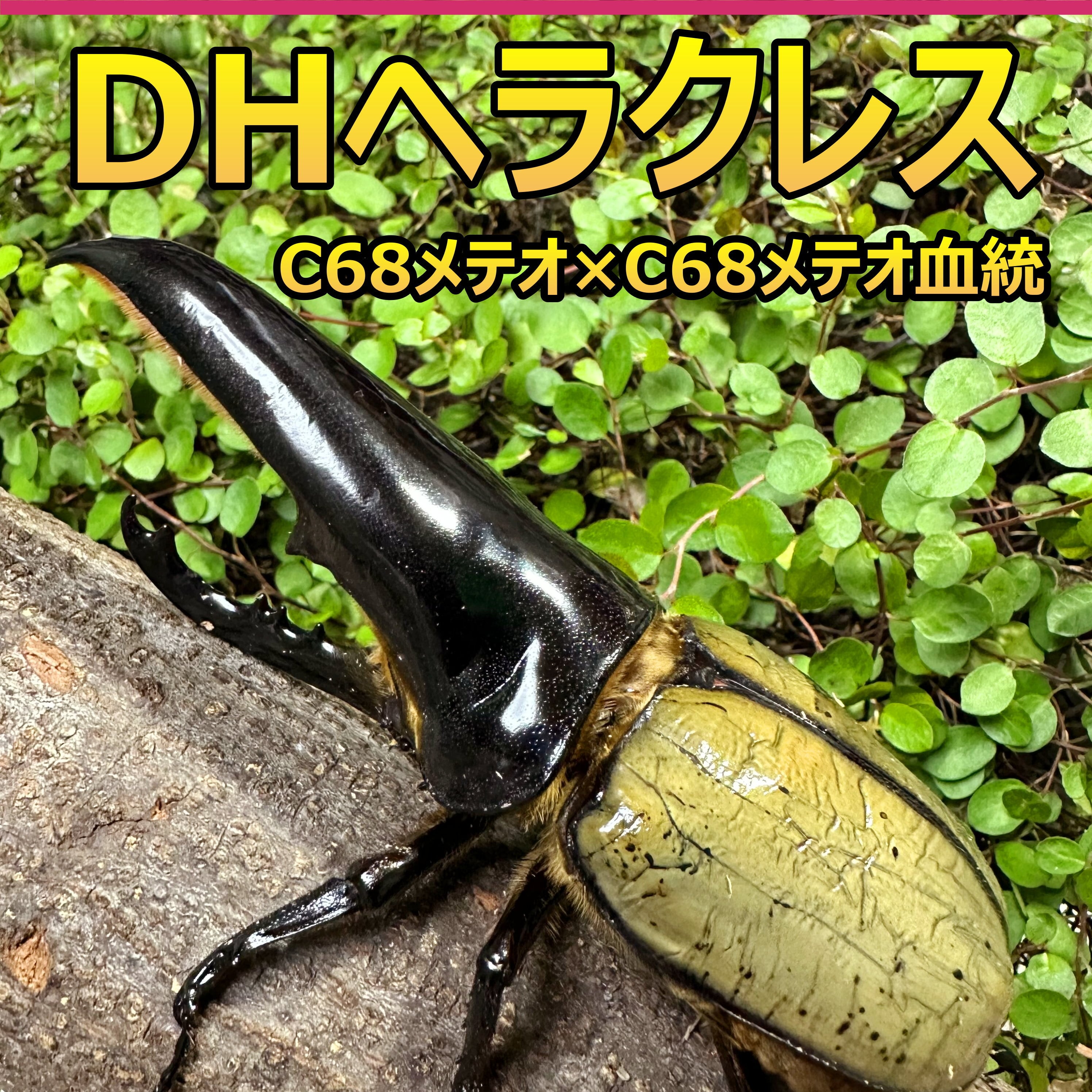 DH ヘラクレス オオカブト 成虫 ♂♀ ペア ♂123mm DH ヘラクレス オオカブト 成虫 ♂♀ ペア ♂123mm