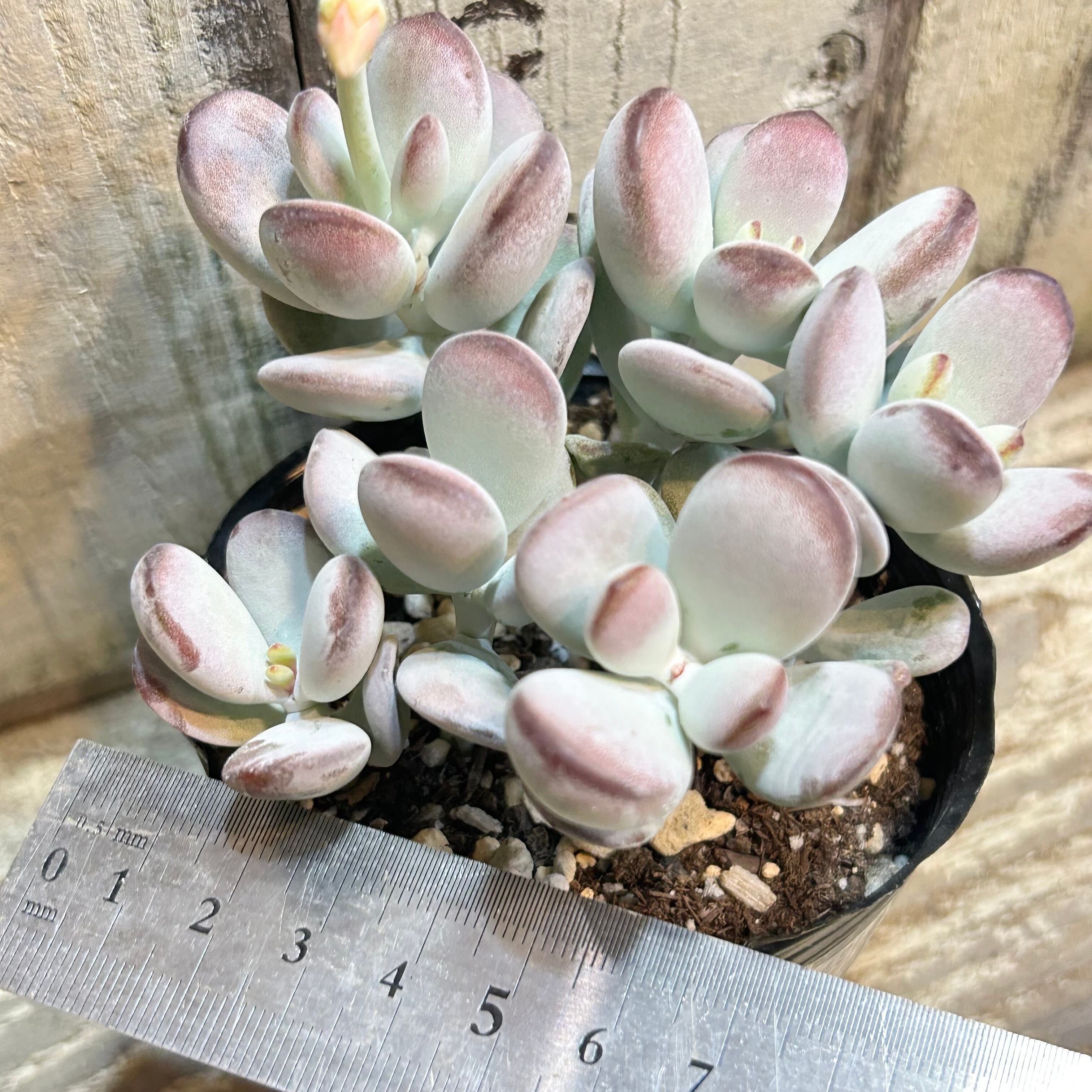 福だるま | RuPo 多肉植物専門店