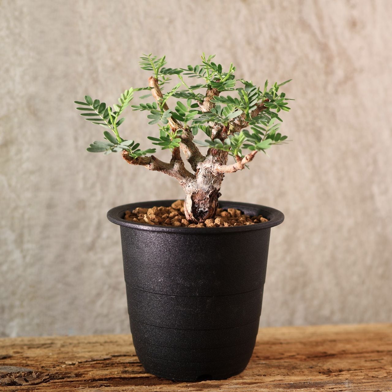 228『センナ メリディオナリス senna meridionaris』＿観葉植物【送料