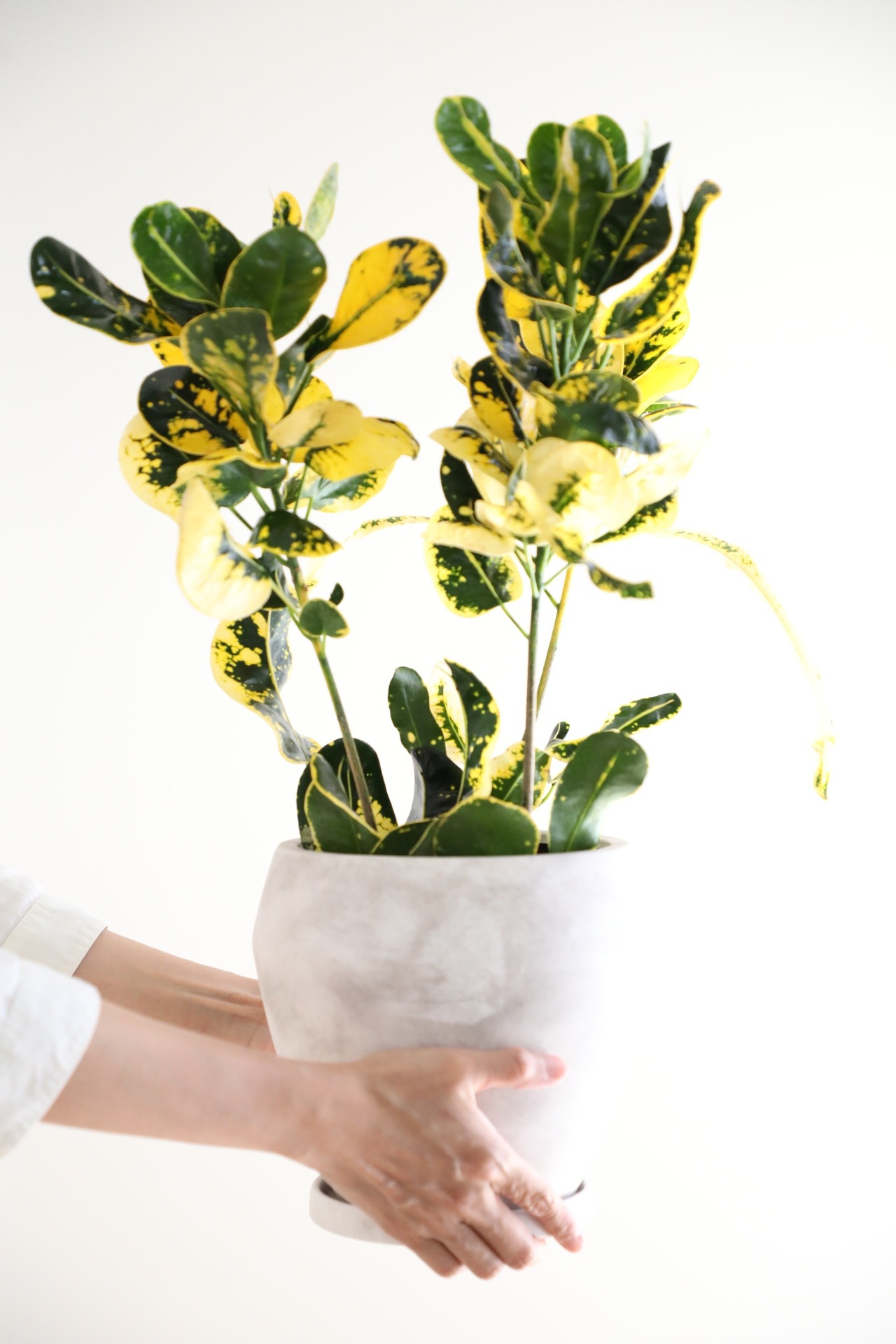 【M】クロトン ダルマ/ Croton ※陶器鉢付き