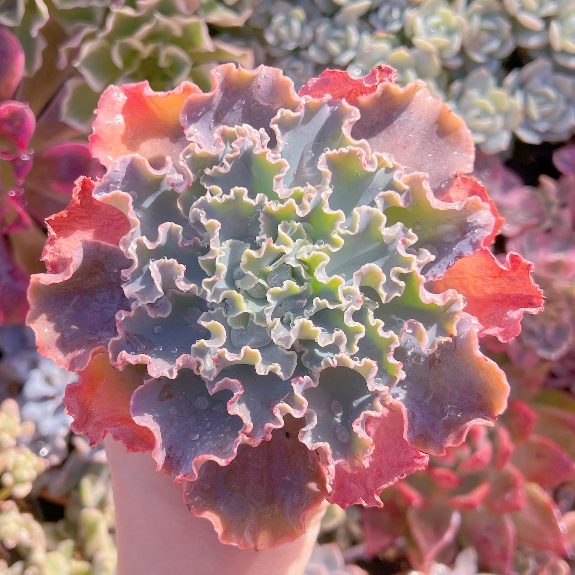 現品　多肉植物　Blue Curls#1120   るる農園