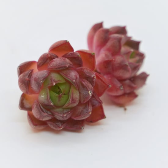 多肉植物 アエオニウム 孔雀白錦 美苗 #孔3 | Pay ID