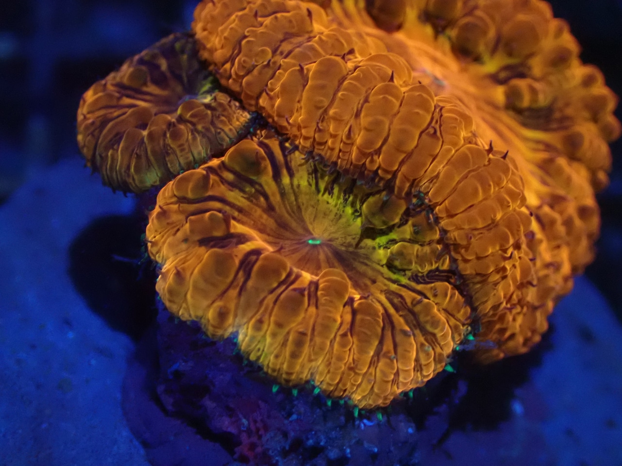 Blastomussa PrmeiumGrafted