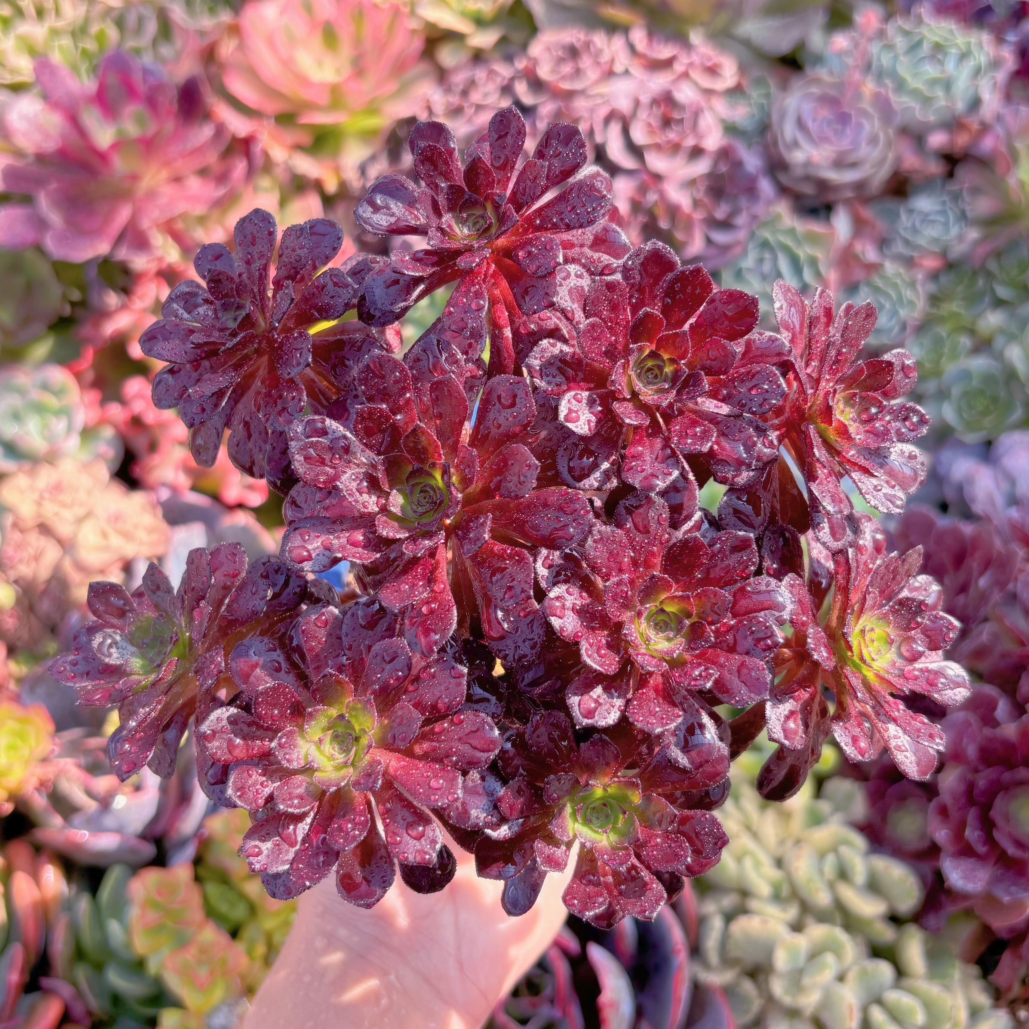 現品　紅日法師#E02　群生　新入荷　るる農園