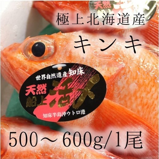生 キンキ 大サイズ 約500-600g (豊洲直送)北海道網走/知床産 きんき ギフト 贈答用 お中元 釣りキンキ【生釣りキンキ500-600g】 冷蔵