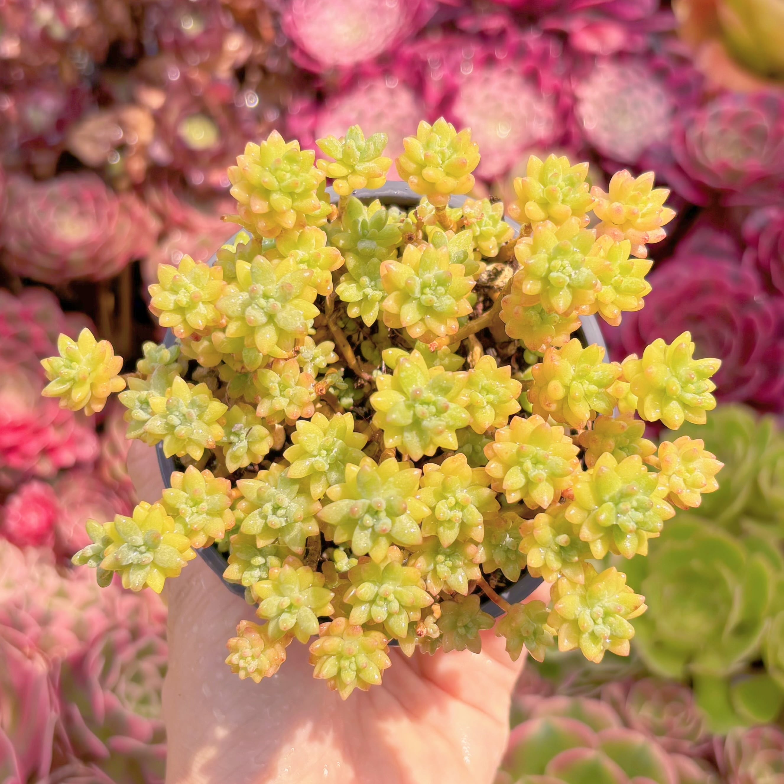現品　Flower Group Variegata#G015　るる農園