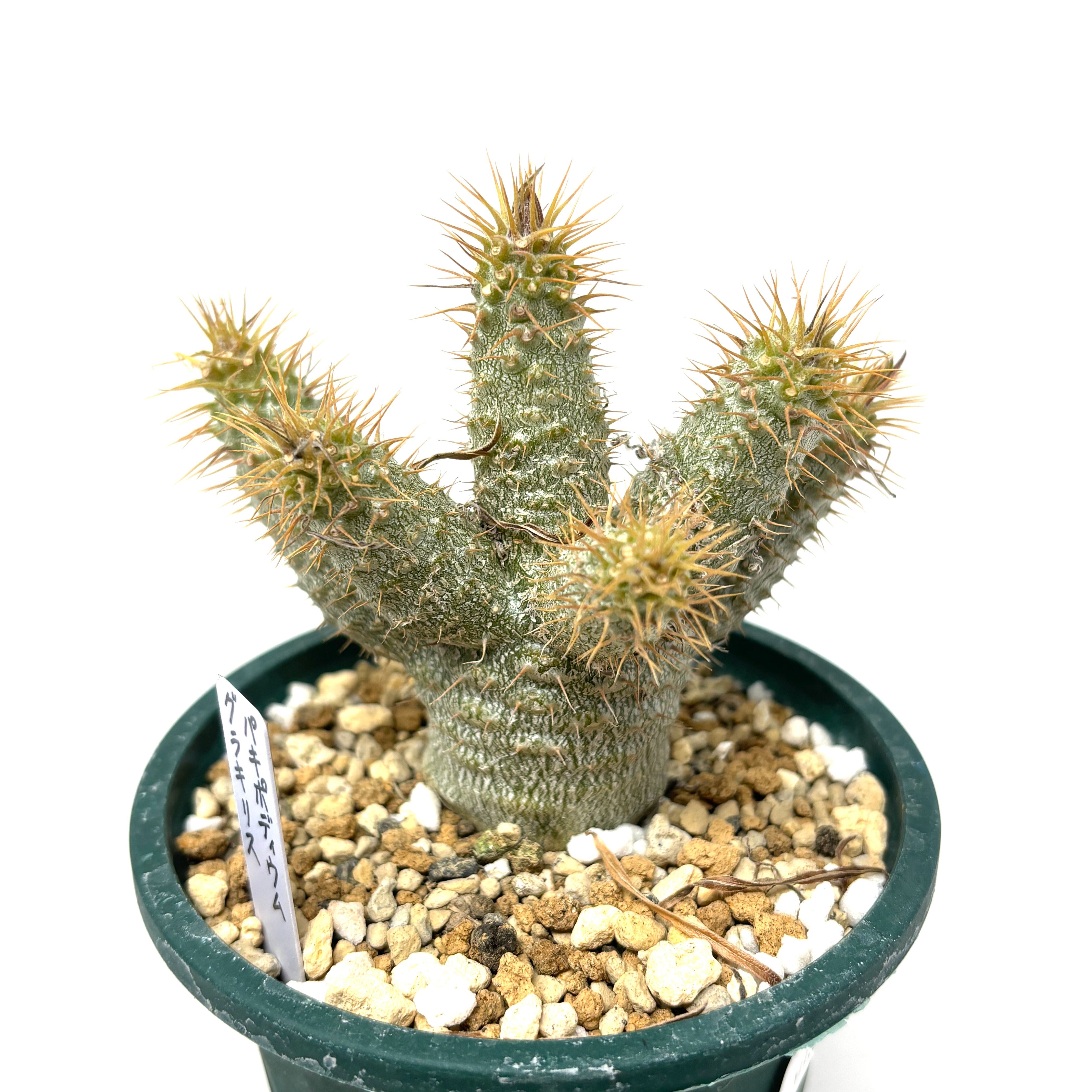 パキポディウム グラキリス【1073】