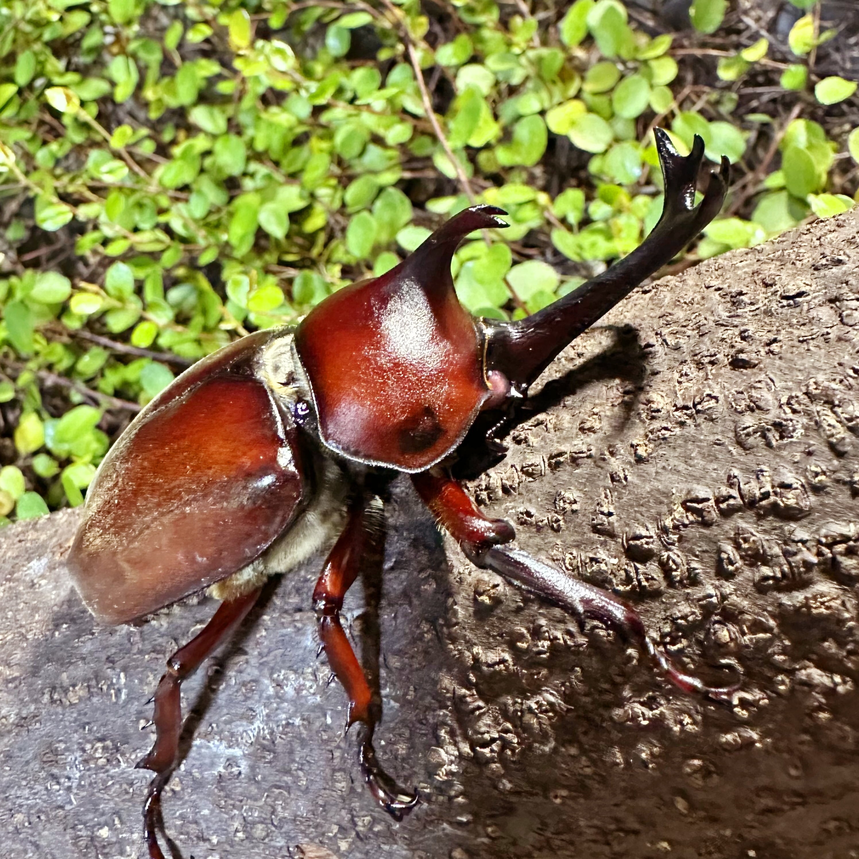 大阪産No.3】特大赤カブトムシ 83mmUP 頭角幅20mm！1ペア メスも同