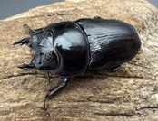 《オオクワガタ 能勢SR血統 53mm ♀単》
