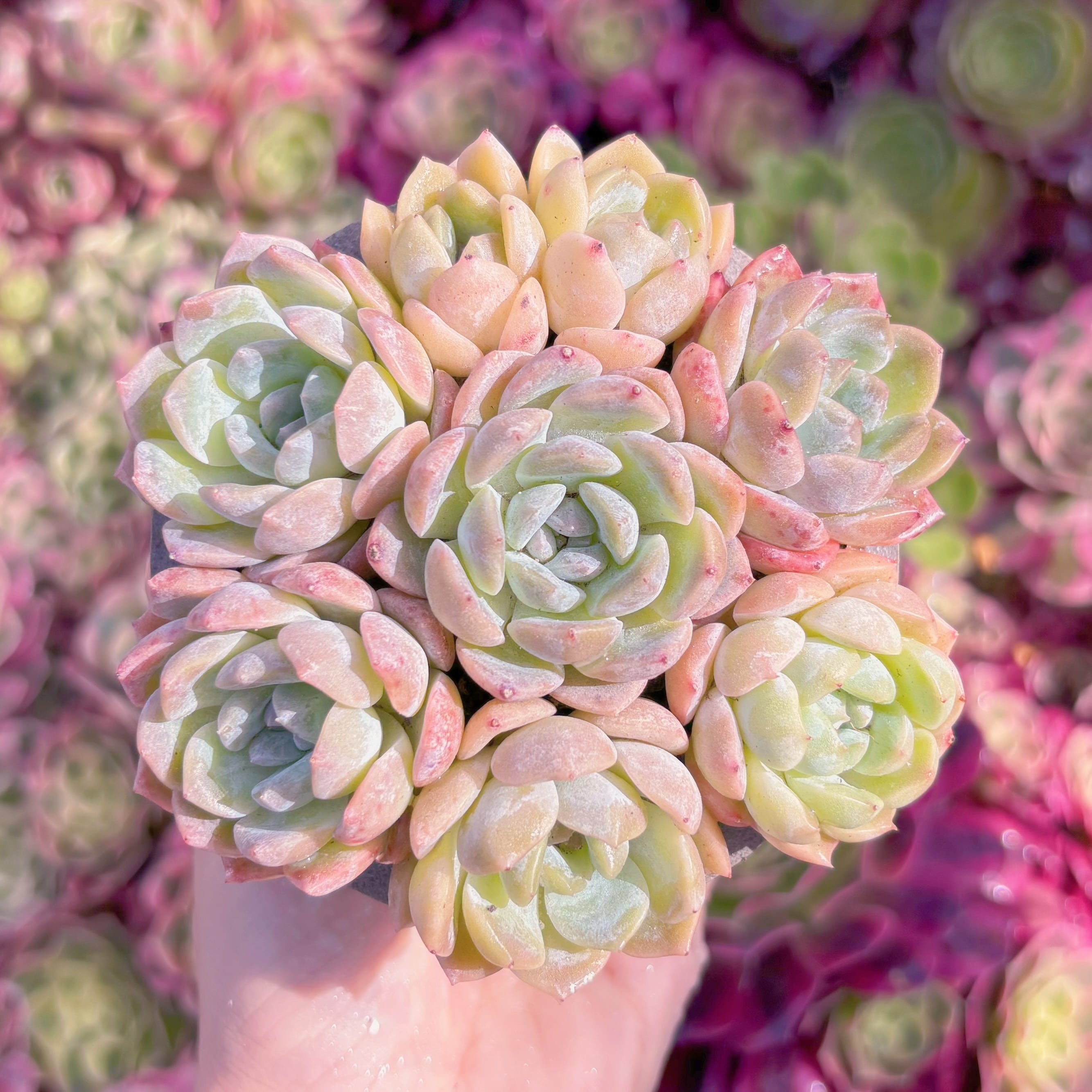 多肉植物　Q橙(7苗)　新入荷　るる農園