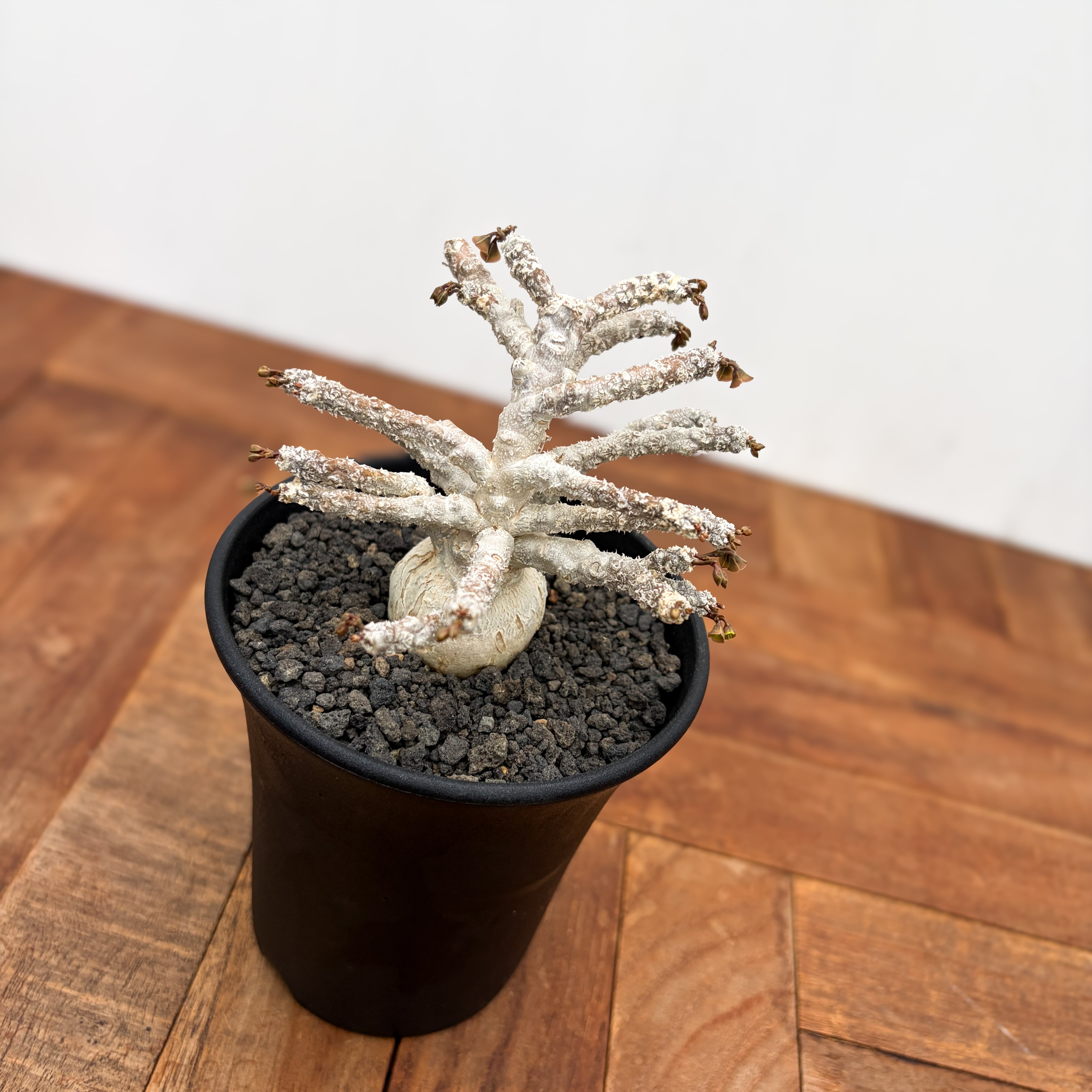 Euphorbia ambovombensis【ユーフォルビア・アンボボンベンシス