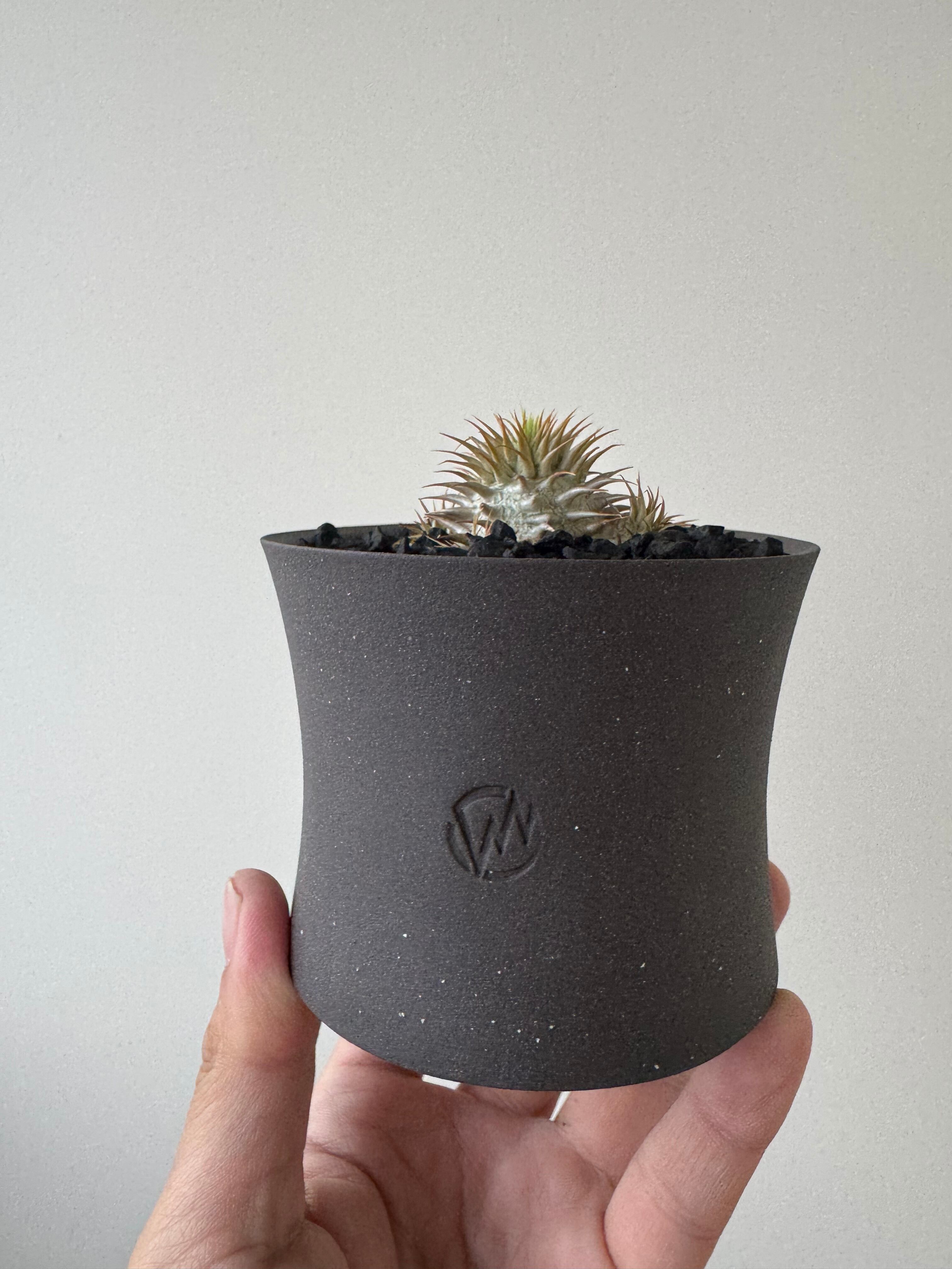 【新着】Pachypodium enigmaticum【VALIEM GHOST】パキポディウム エニグマティクム