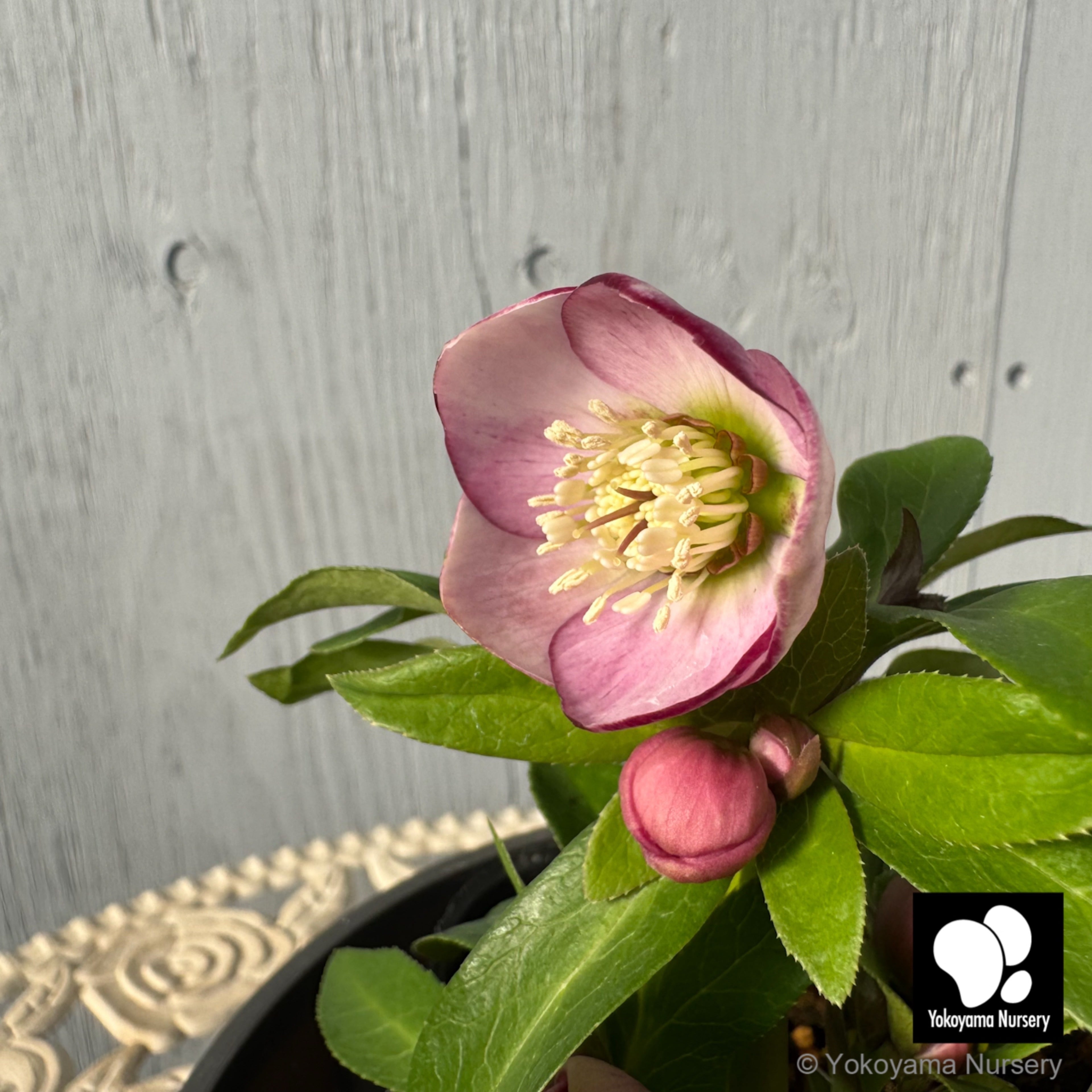 Yoppi「セール」クリスマスローズ 小苗 段咲きピンク×DDポーセリン Yoppi「セール」クリスマスローズ 小苗 段咲きピンク×DDポーセリン