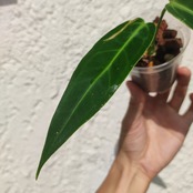 アンスリウム ワロクアーナム / Anthurium warocqueanum⑮ / 観葉植物<育て方・花言葉>