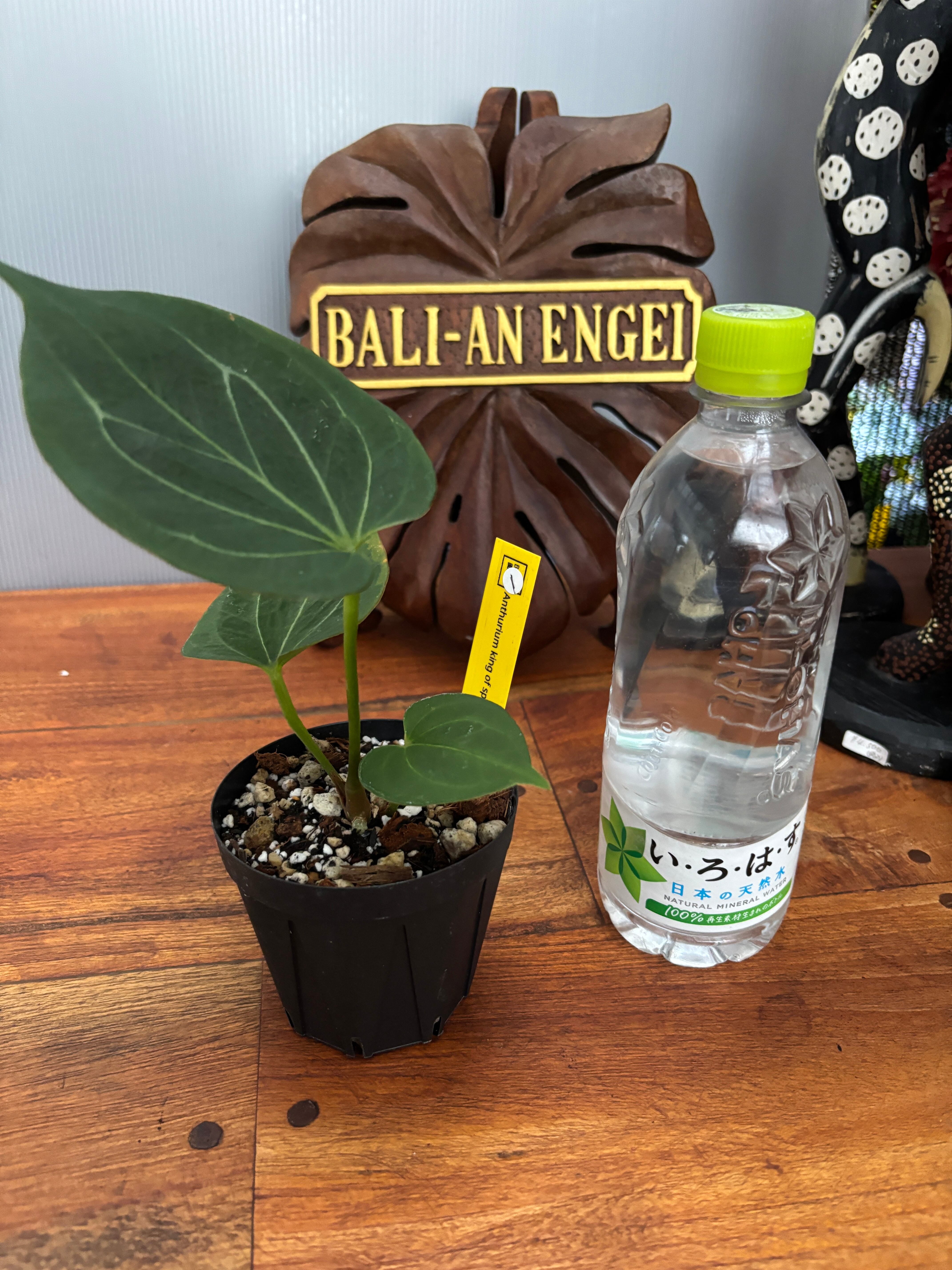 アンスリウム　NAPO x RVDP アンスリウム NAPO x RVDP Anthurium | GrowTropicals.com