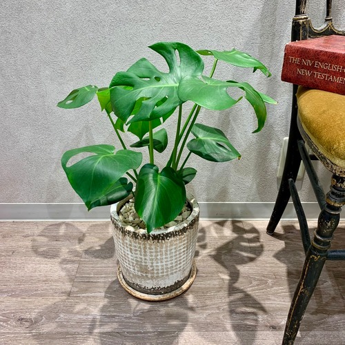 一点もの【モンステラ】｜観葉植物｜モンステラ｜初心者おすすめ｜お祝い