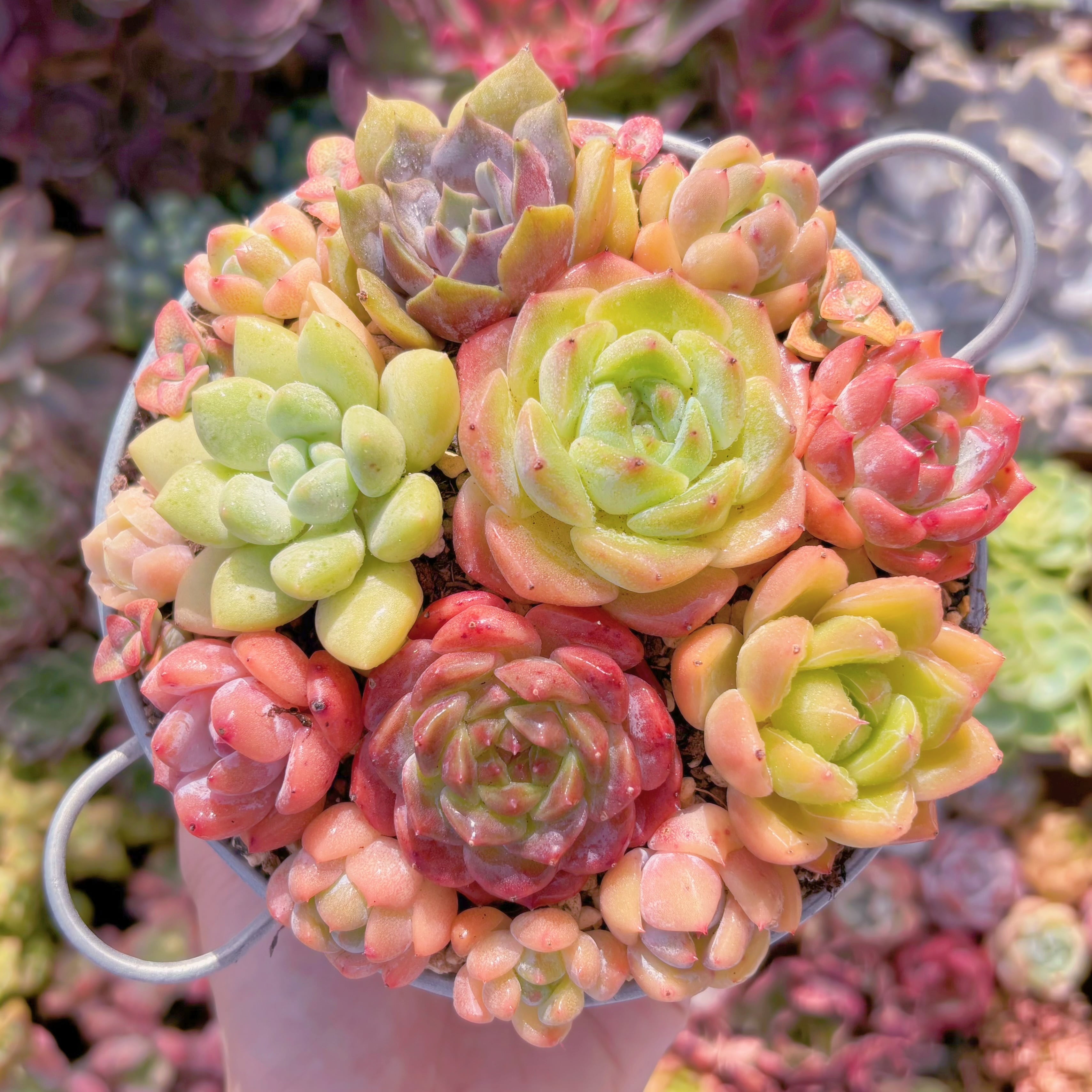 現品　寄せ植えセット#862　るる農園