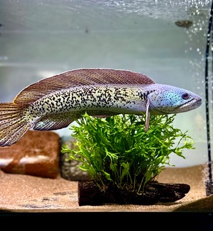 チャンナバルカ