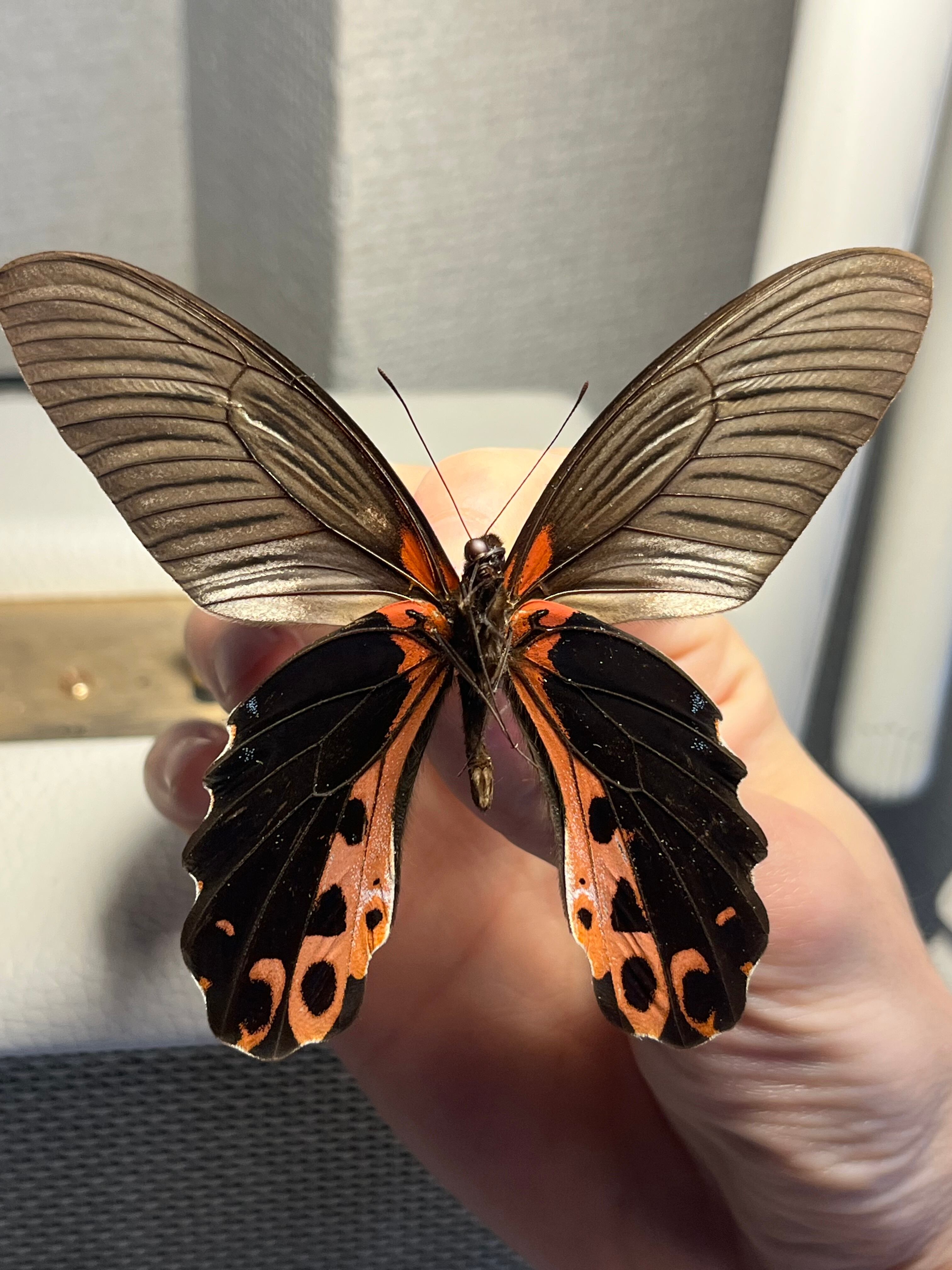 アグリアスクラウディナサルダナパルス♂ ミイロタテハ 蝶標本 甲虫