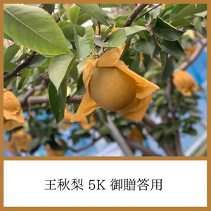 王秋梨 ５K箱 御贈答用 （７個〜8個入り）
