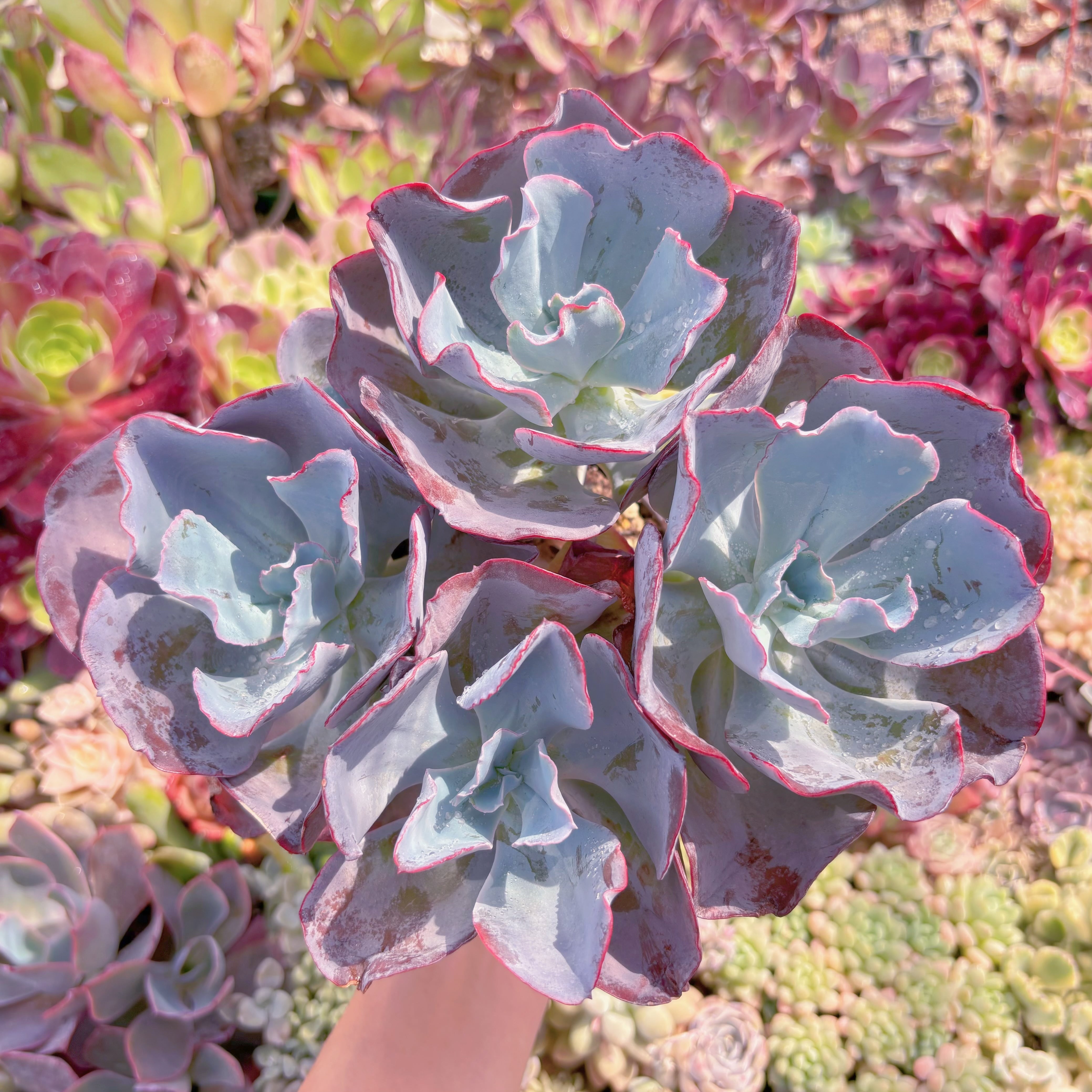 現品　ミランダ#B69　大群生　るる農園