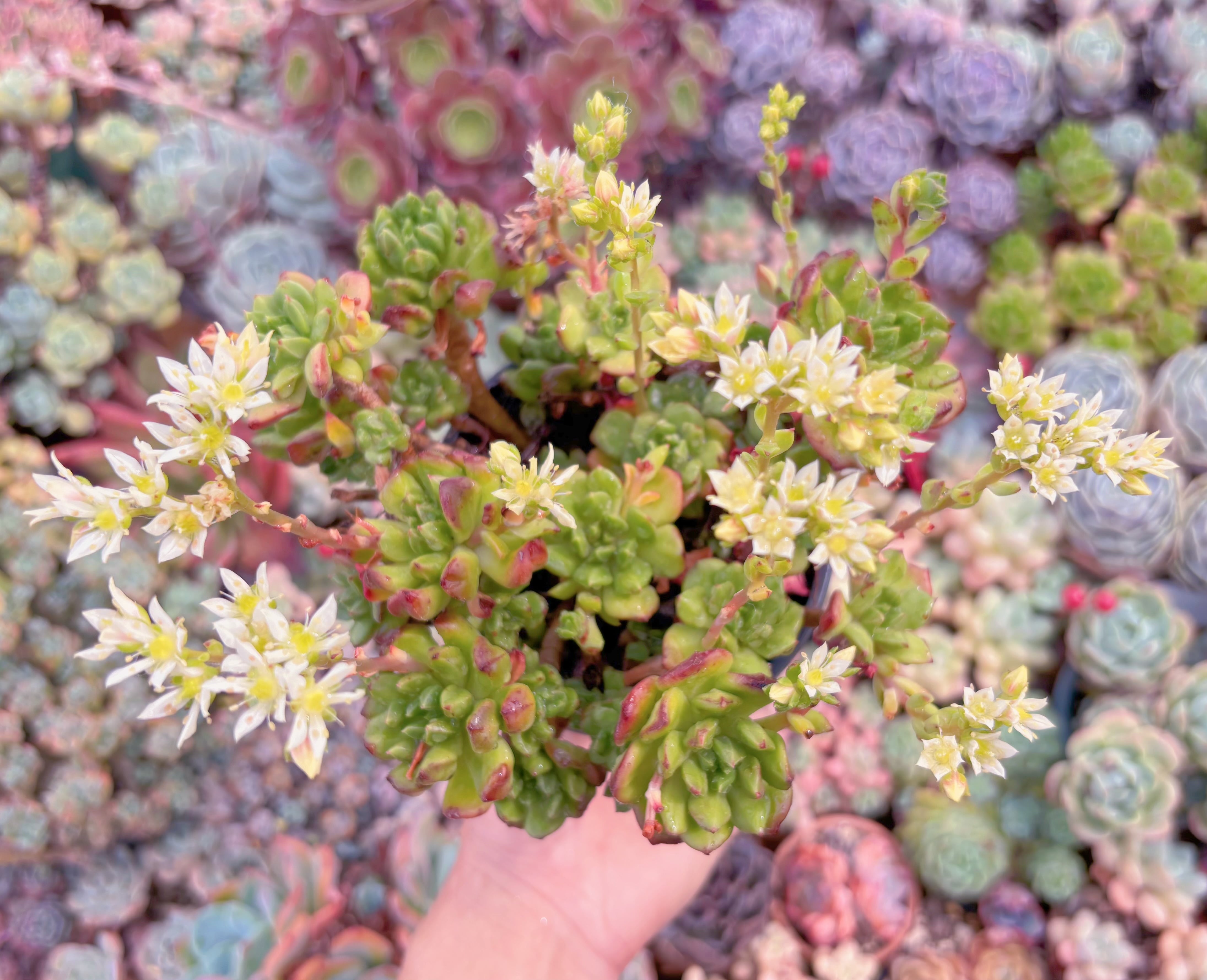 現品　レティジア#C15　るる農園